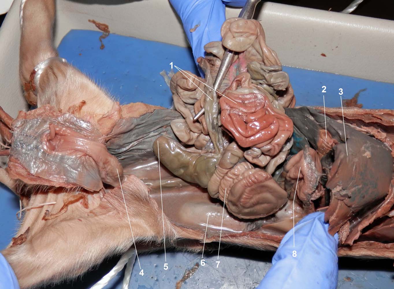 Dissected Abdominal Cavity