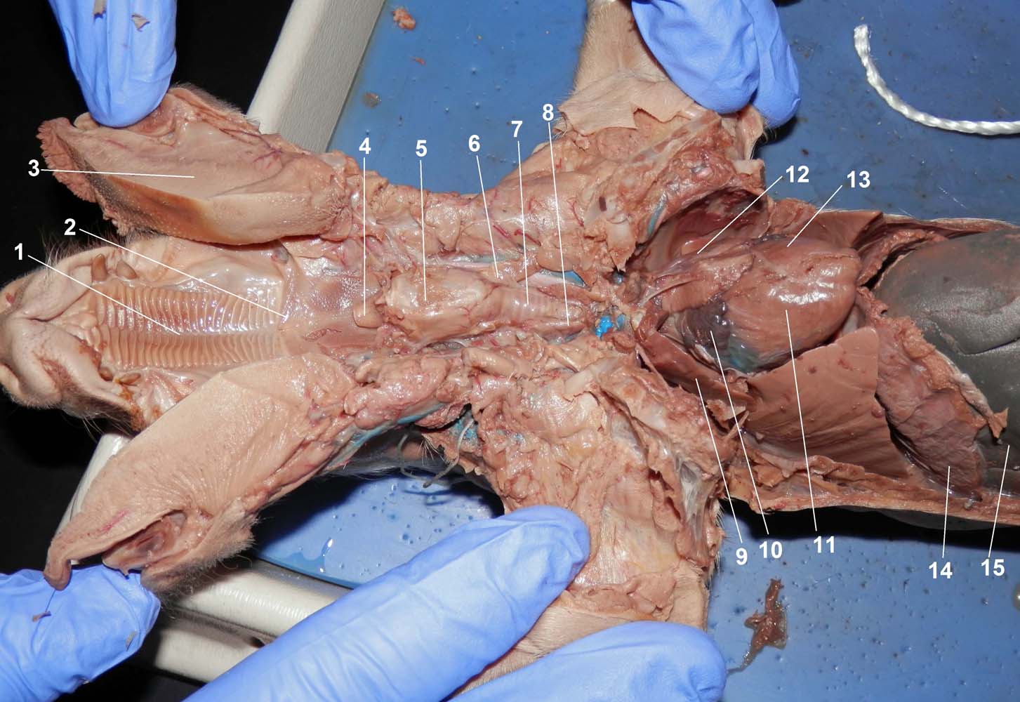 Dissected Oral and Thoracic Cavity