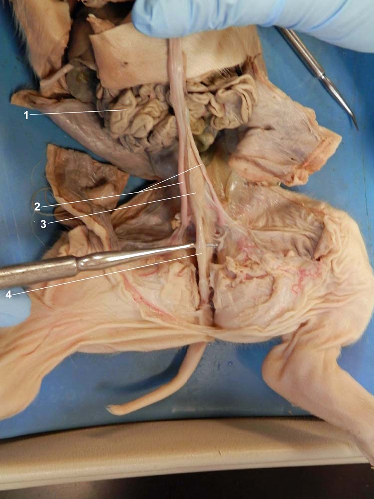 Dissected Oral and Thoracic Cavity