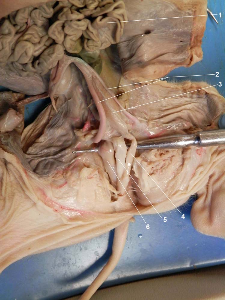 Dissected Oral and Thoracic Cavity