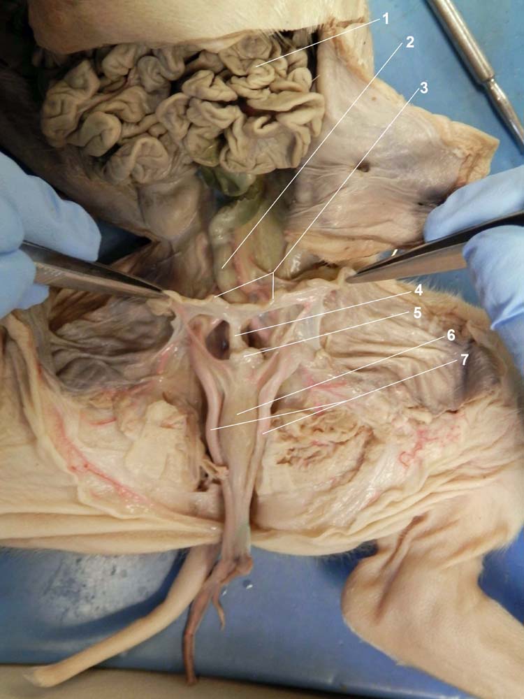 human female dissection