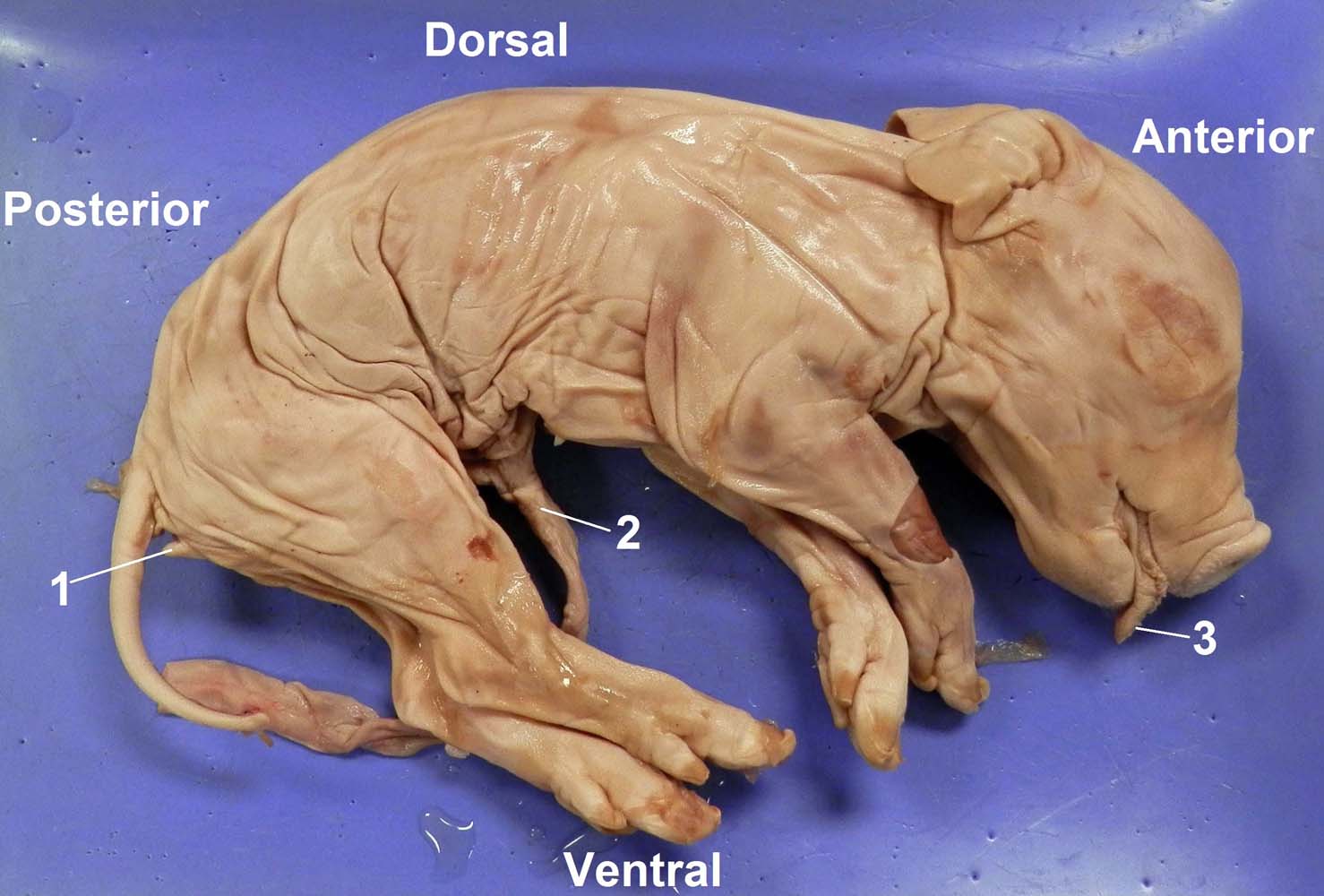 Undissected Pig