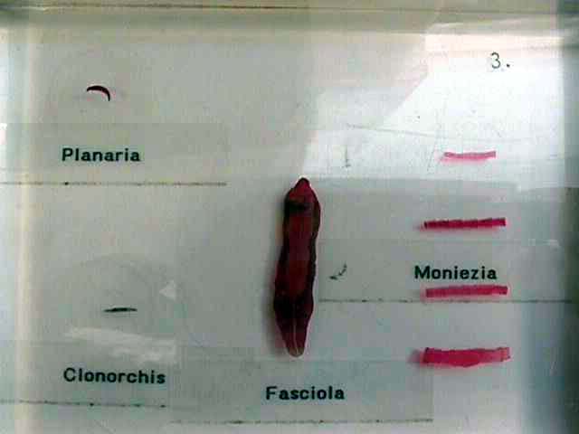 FLATWORMS