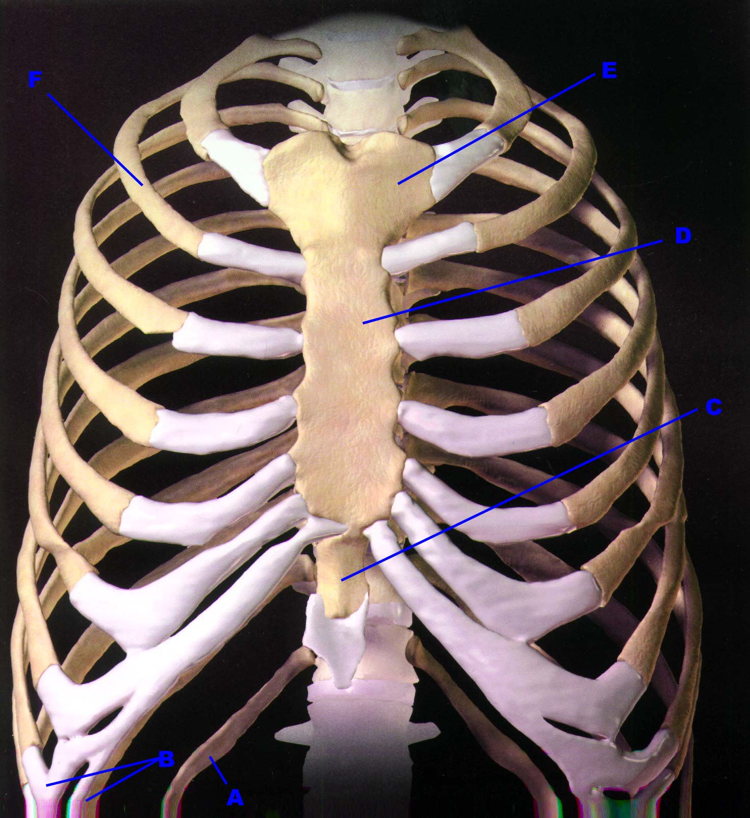 Thorax; Chest